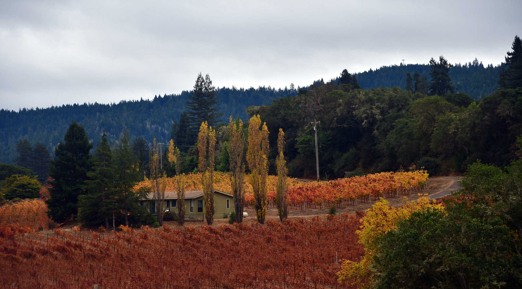 Nikon D500 sample photo. Lula winery photography