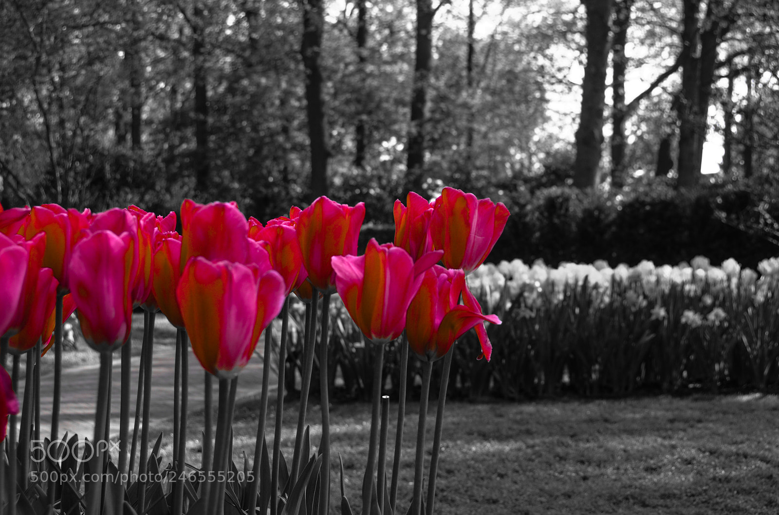 Nikon D5100 sample photo. Tulips photography