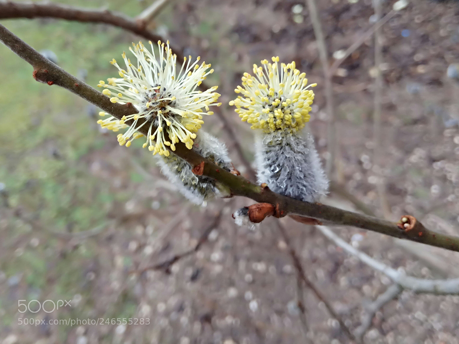 Xiaomi Redmi Note 4 sample photo. Salix cinerea photography