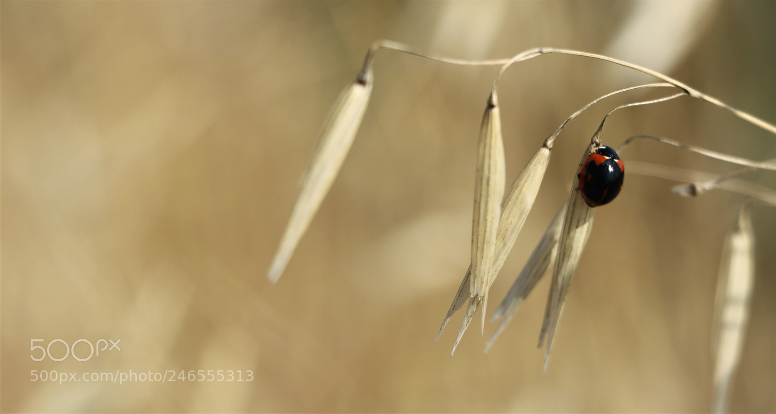 Canon EOS 750D (EOS Rebel T6i / EOS Kiss X8i) sample photo. Ladybird photography