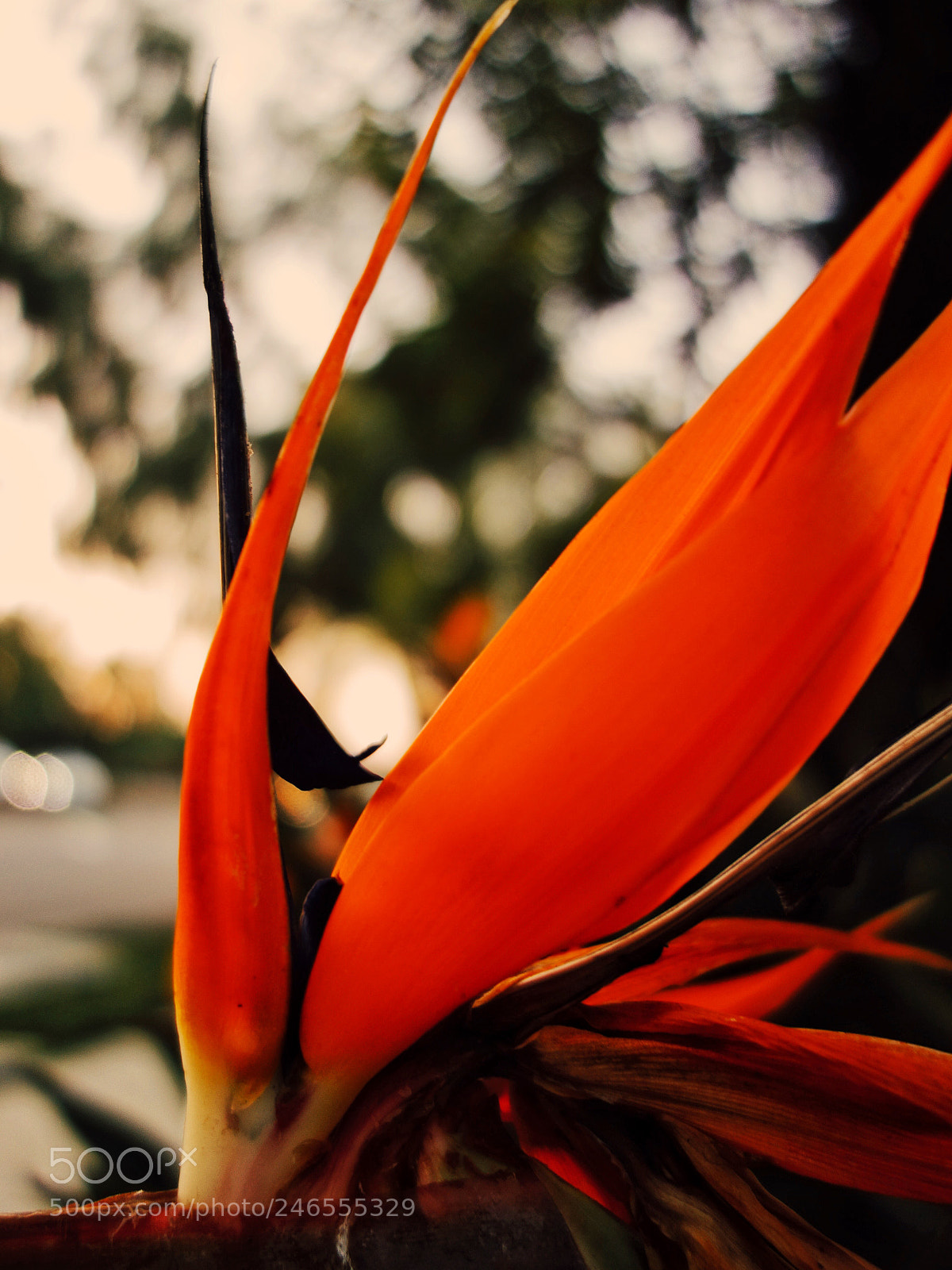 Sony Cyber-shot DSC-RX100 sample photo. Experimenting with macro photography photography