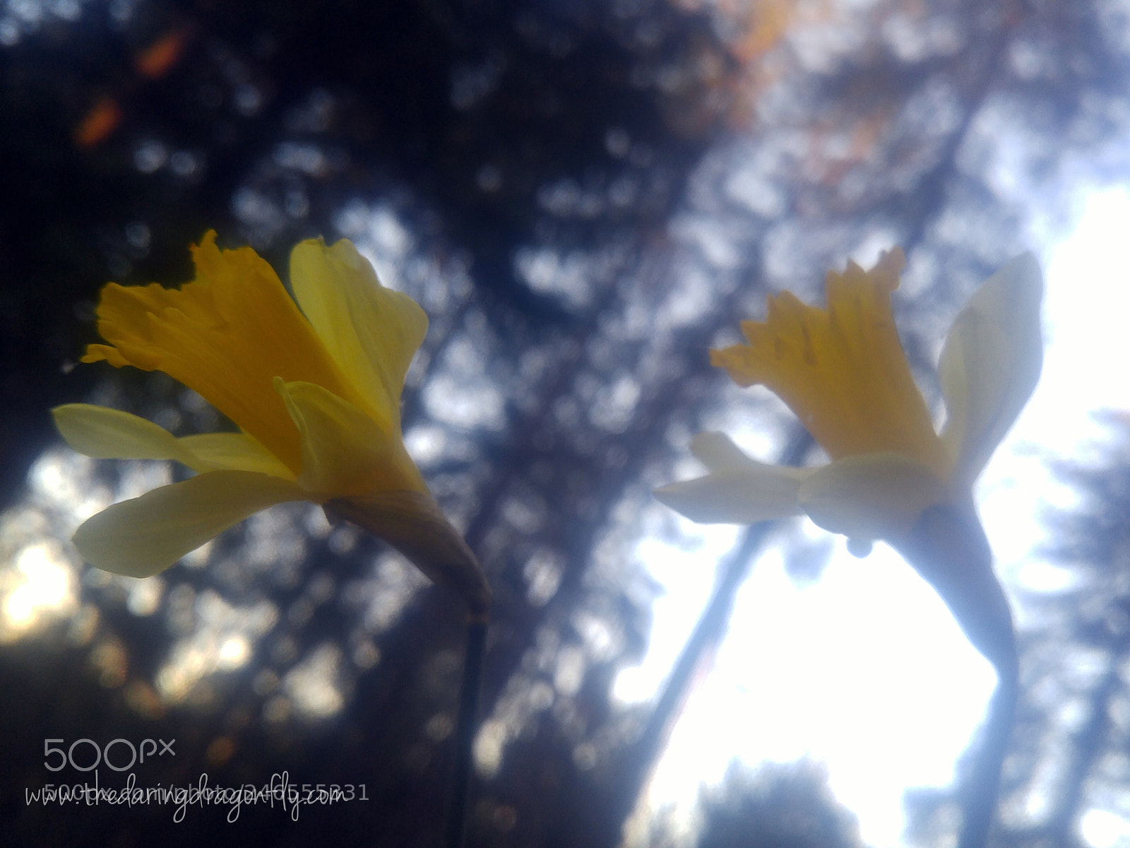 LG G4 sample photo. Wild daffodils. photography