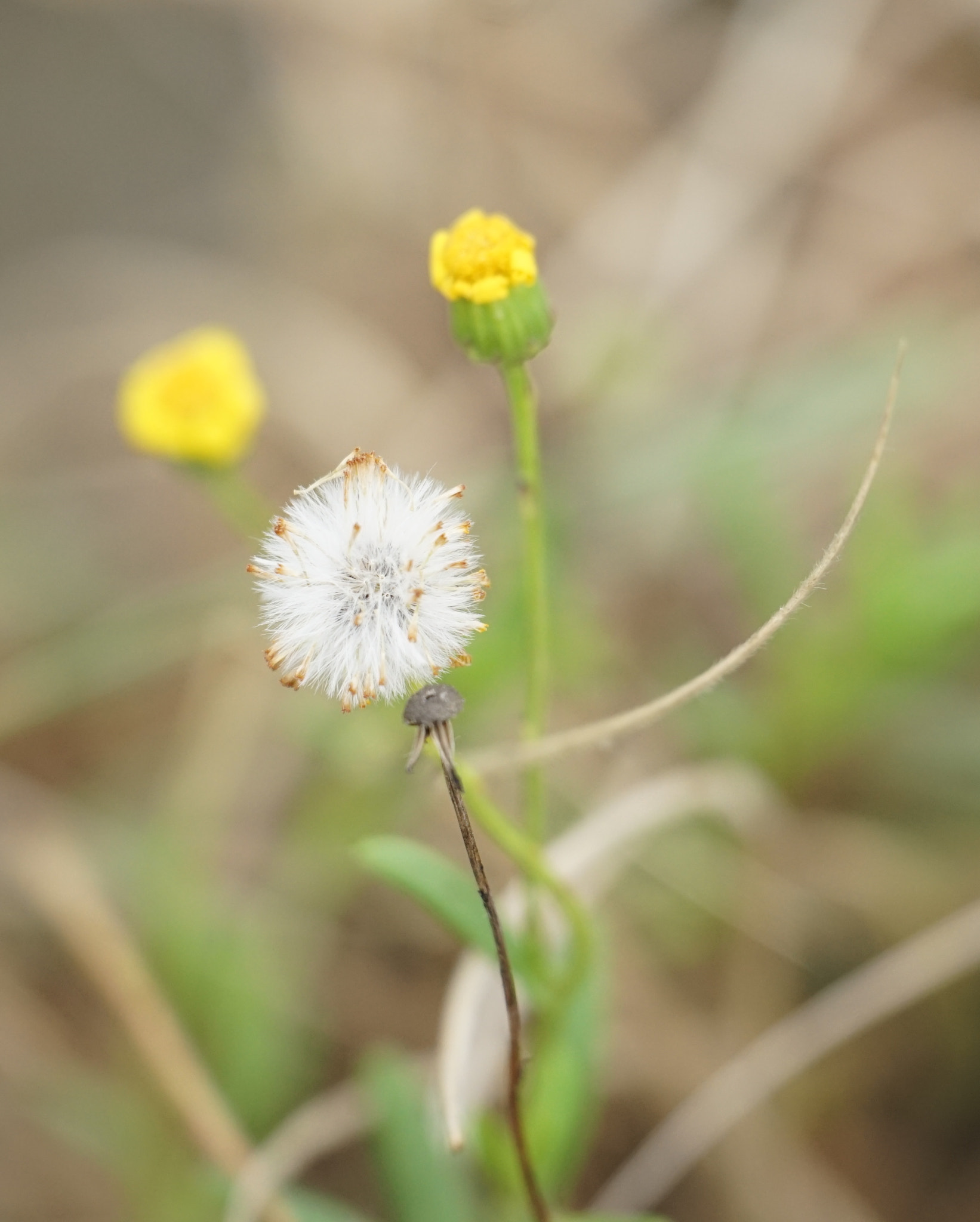 Sony a7 II + Sony FE 70-300mm F4.5-5.6 G OSS sample photo