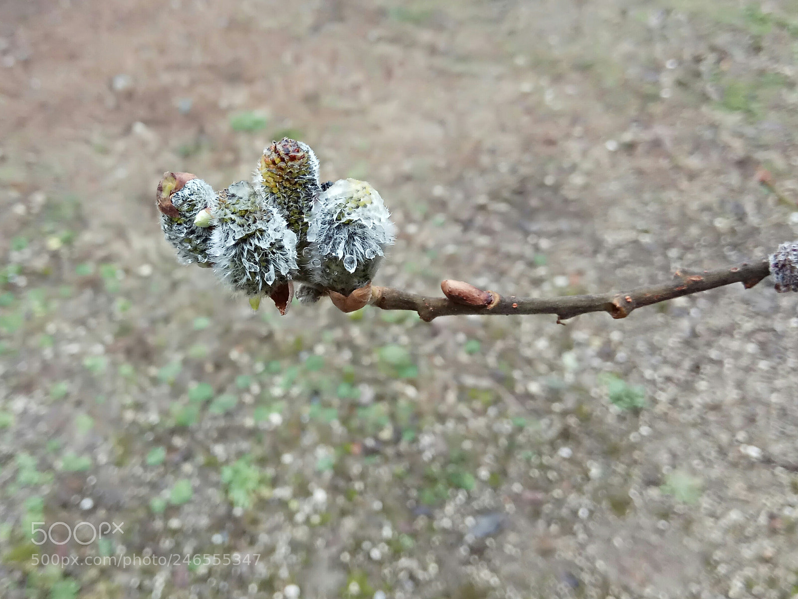 Xiaomi Redmi Note 4 sample photo. Salix cinerea photography