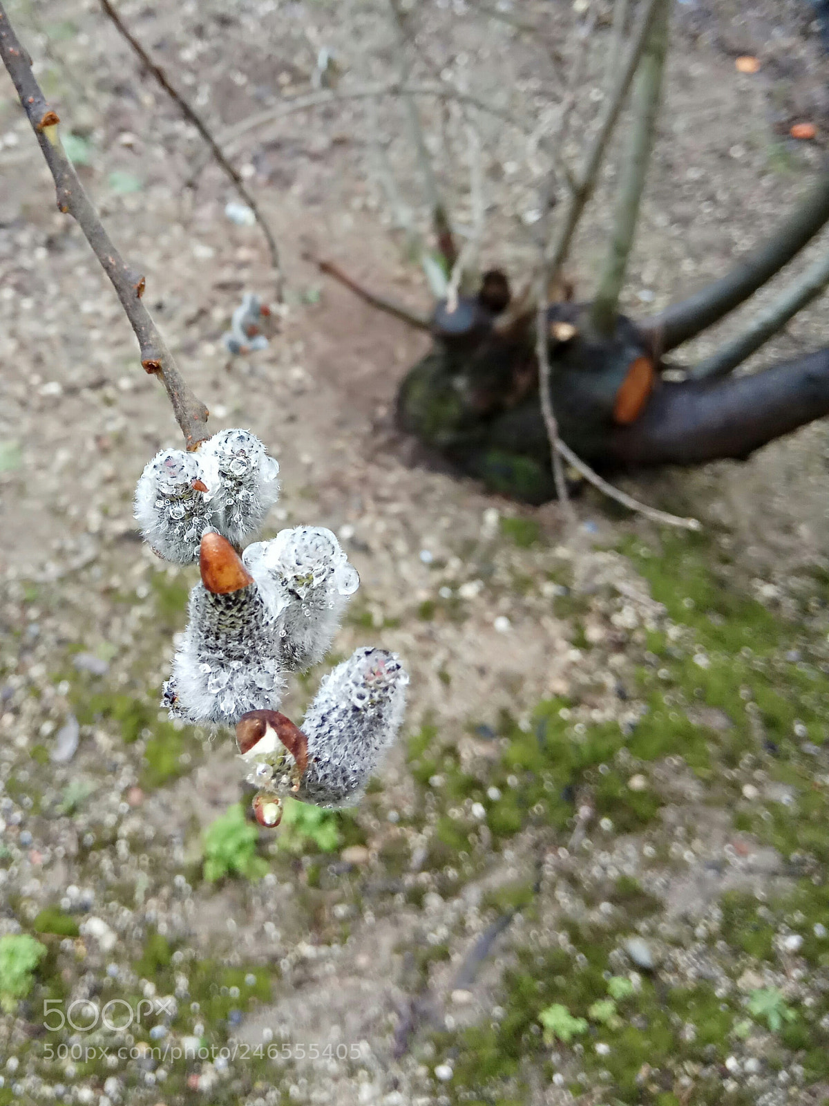 Xiaomi Redmi Note 4 sample photo. Salix cinerea photography