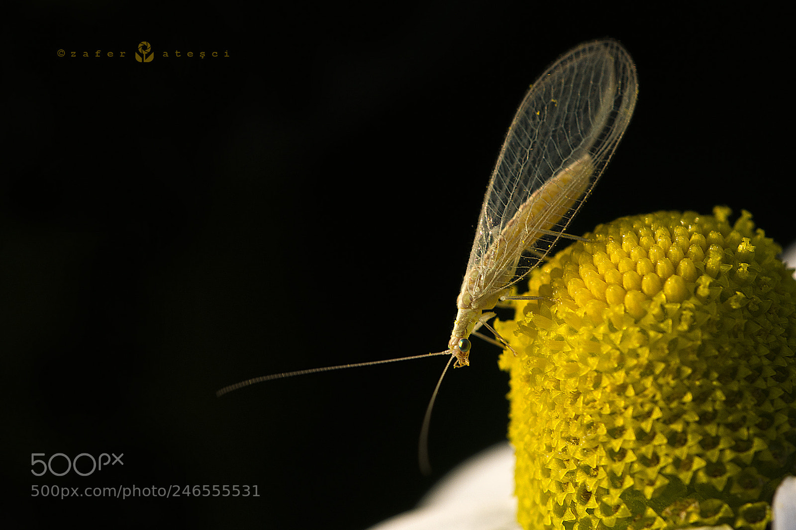 Nikon D7100 sample photo. Yellow photography