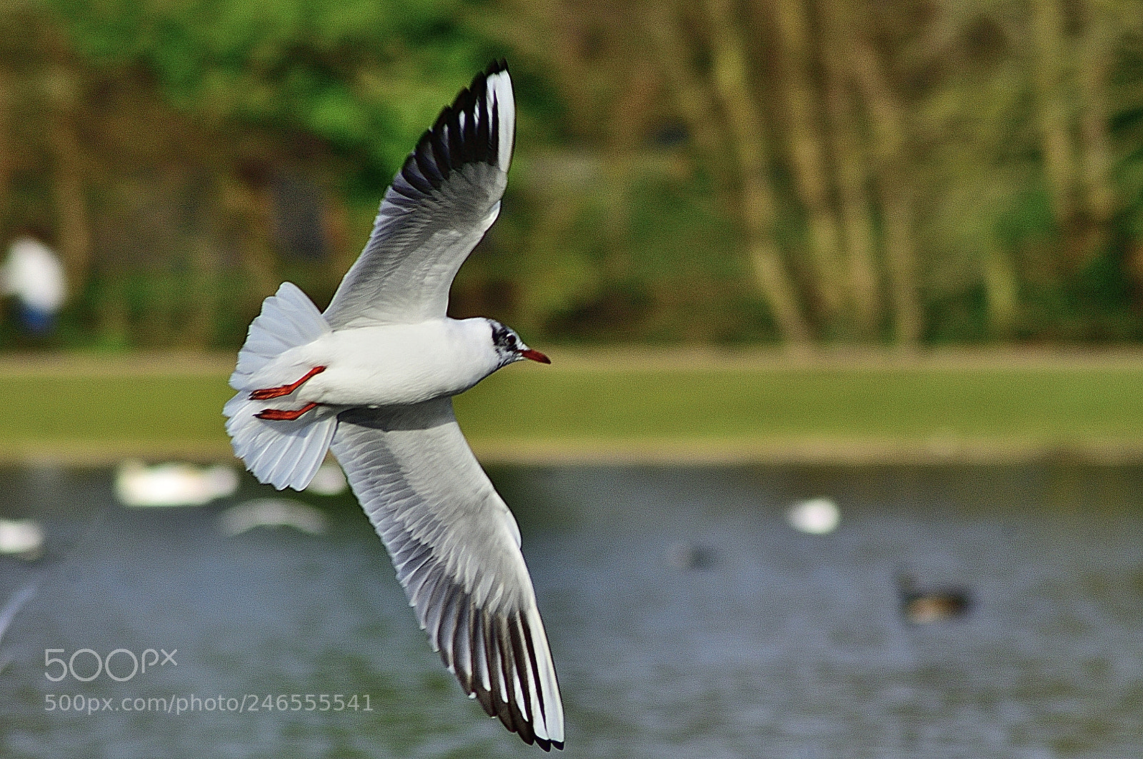 Nikon D5000 sample photo. In flight photography