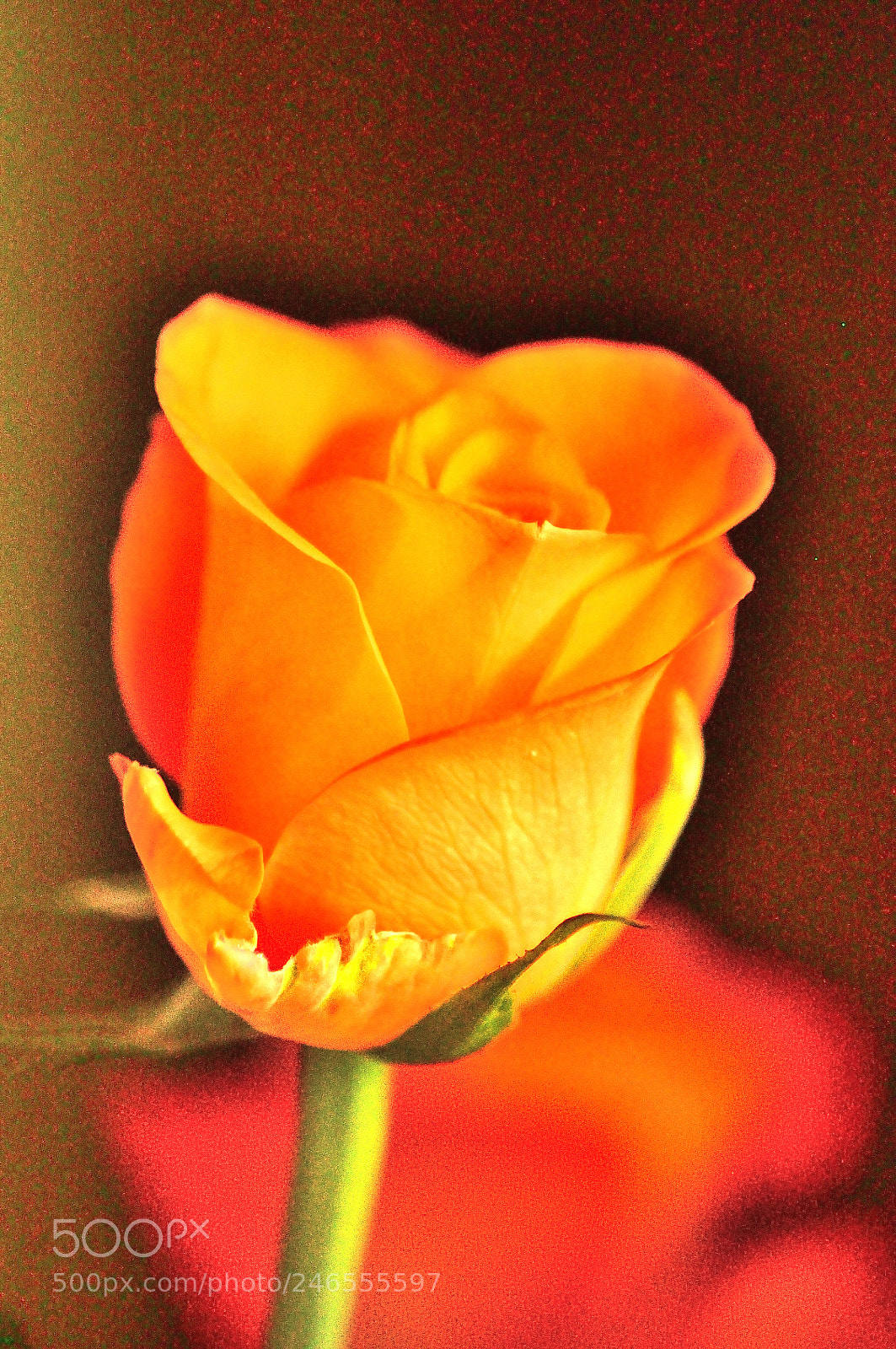 Nikon D5000 sample photo. Rose photography