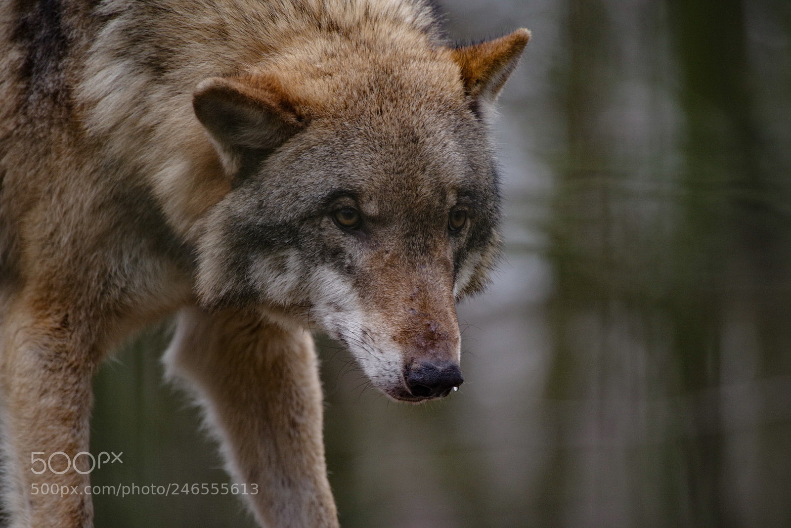 Pentax K-1 sample photo. Wolf photography