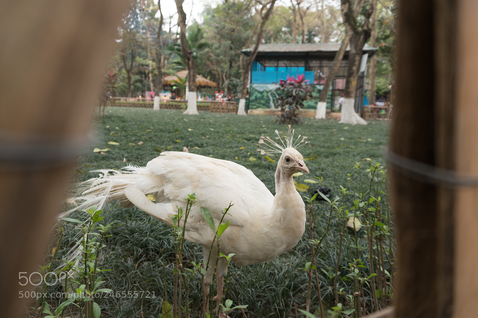 Sony a6300 sample photo. Animals in the zoo photography