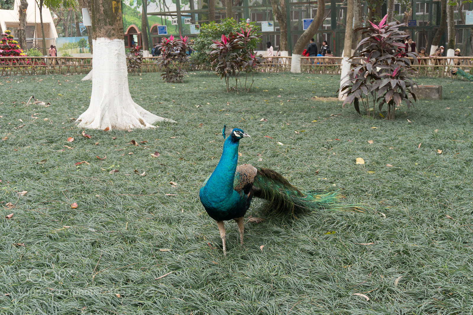 Sony a6300 sample photo. Animals in the zoo photography