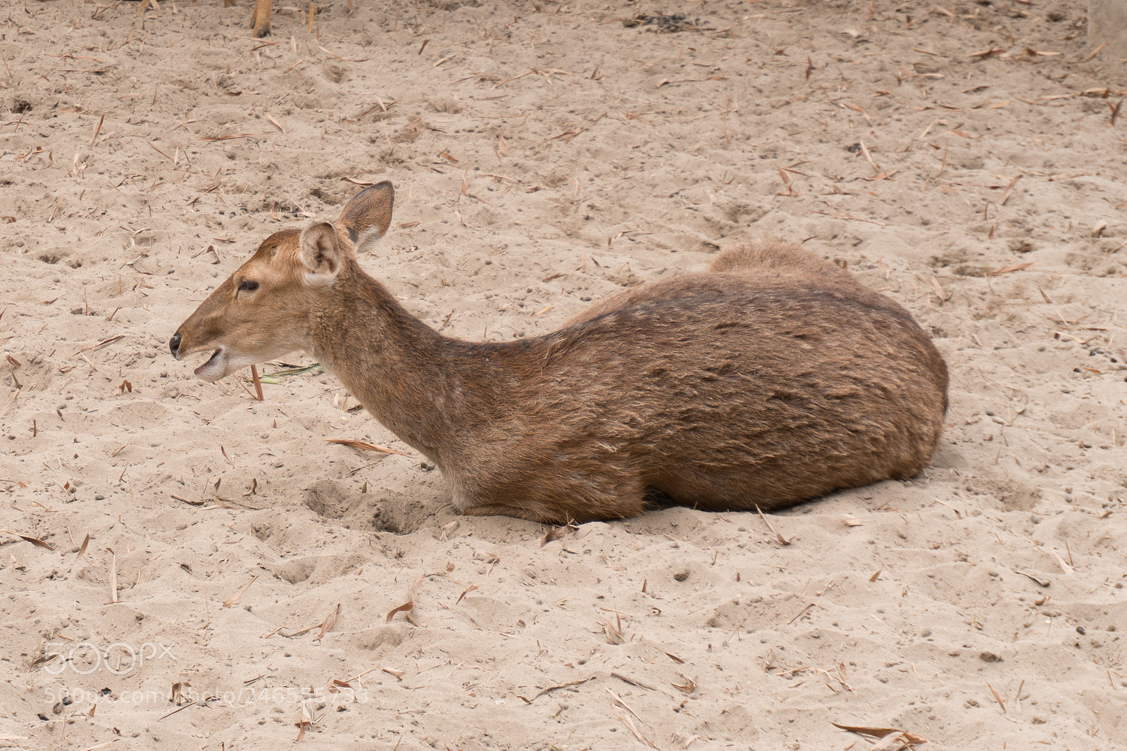 Sony a6300 sample photo. Animals in the zoo photography