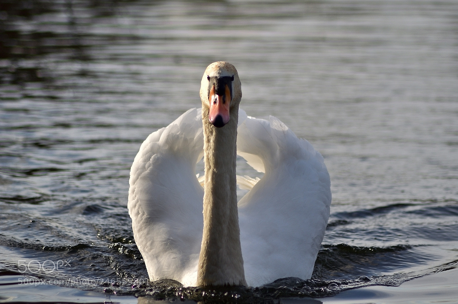 Nikon D5000 sample photo. Swan lake photography