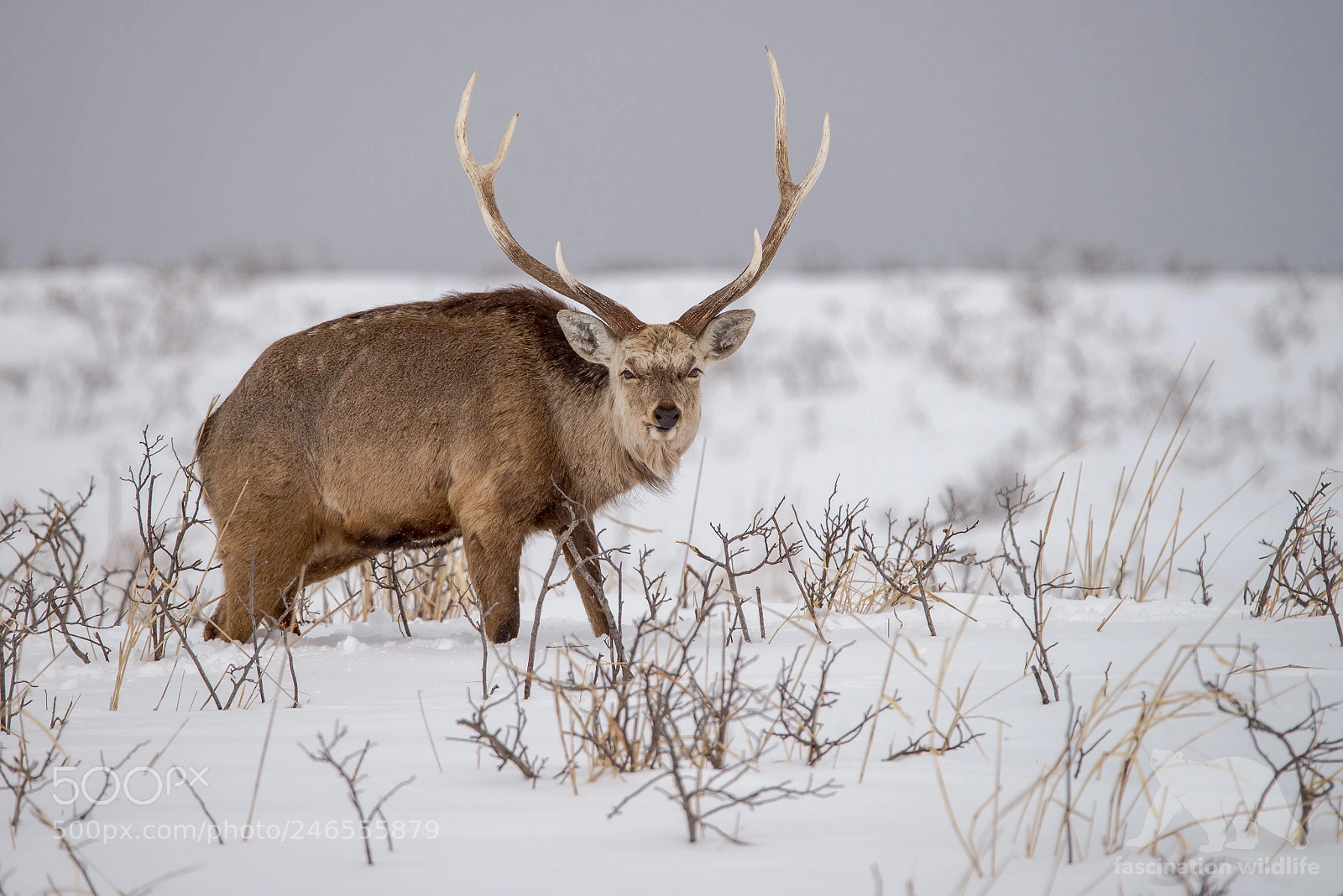 Nikon D600 sample photo. Sika deer photography