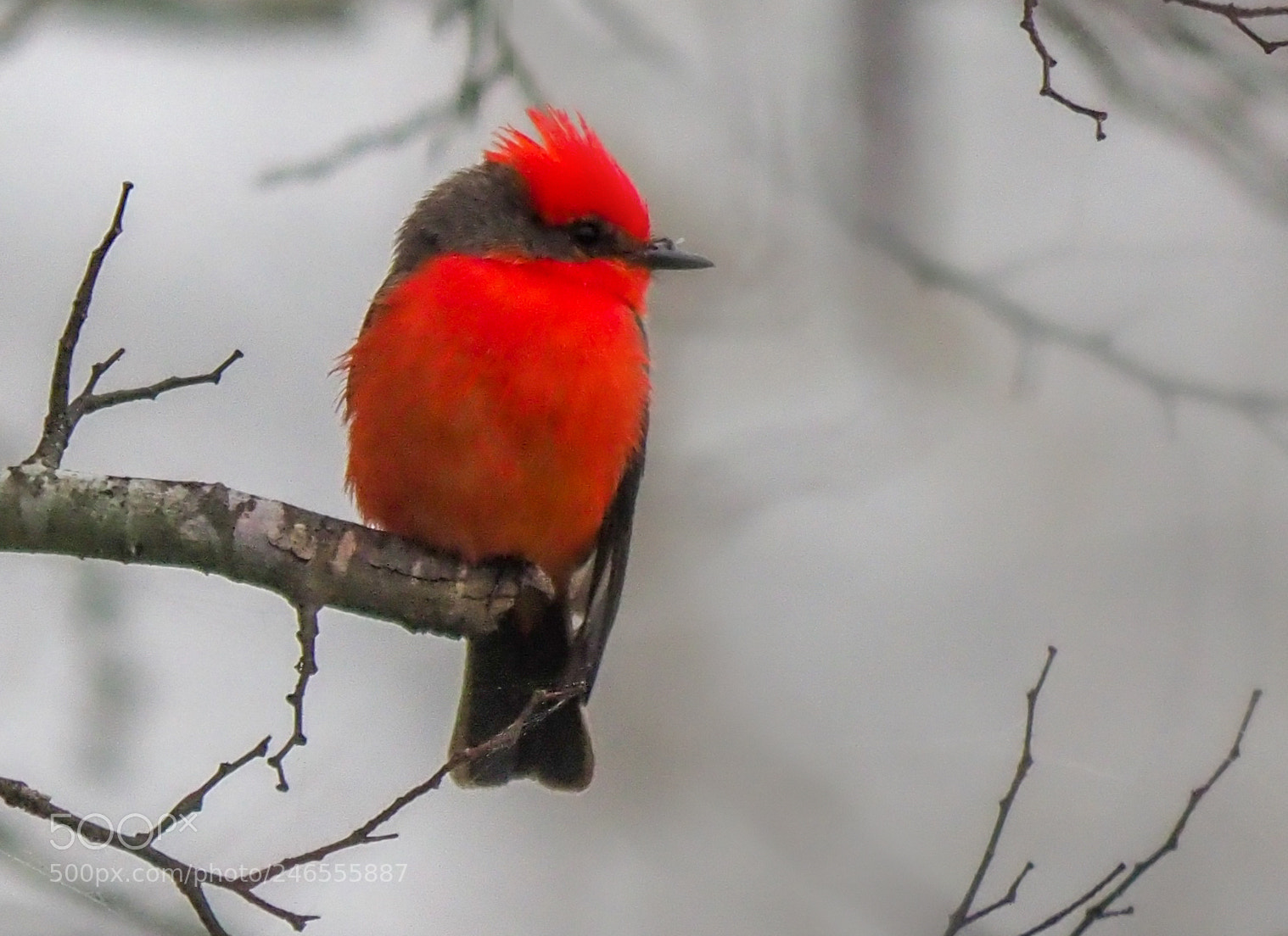 Olympus OM-D E-M1 Mark II sample photo. Vermilion flycatcher photography