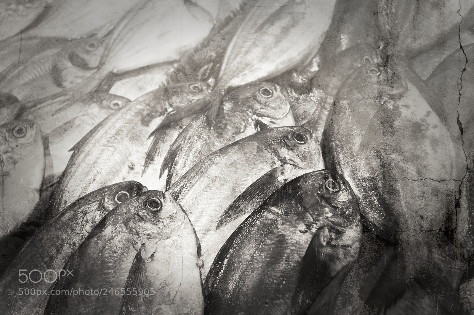 Fujifilm X-T2 sample photo. Fresh fish photography