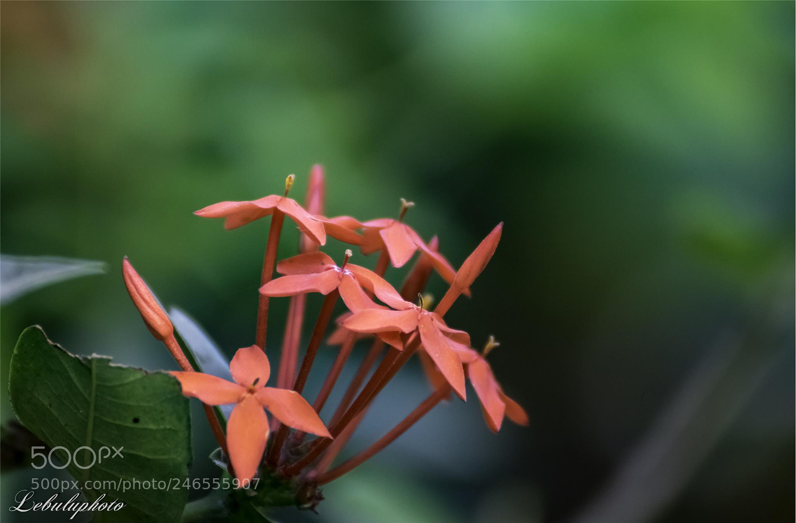 Canon EOS 750D (EOS Rebel T6i / EOS Kiss X8i) sample photo. Untitled photography