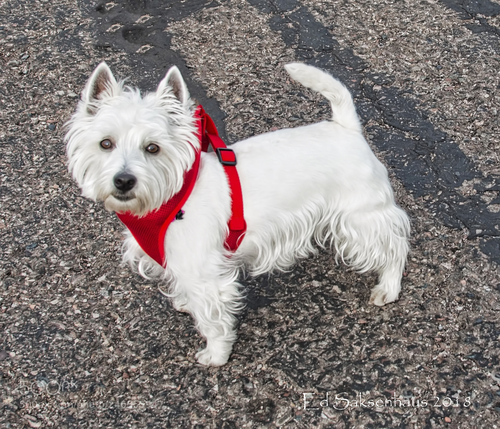 Nikon D800 sample photo. Westie white photography