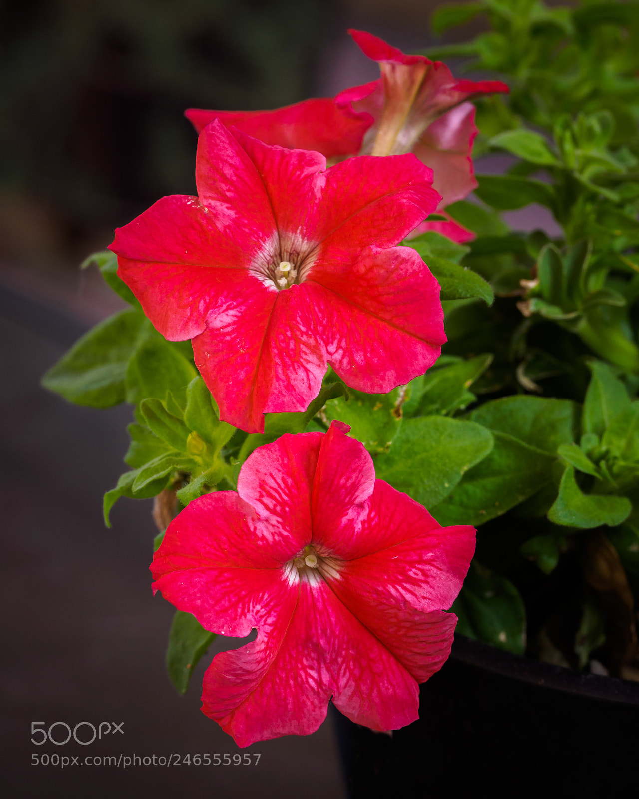 Olympus OM-D E-M1 sample photo. Petunia photography