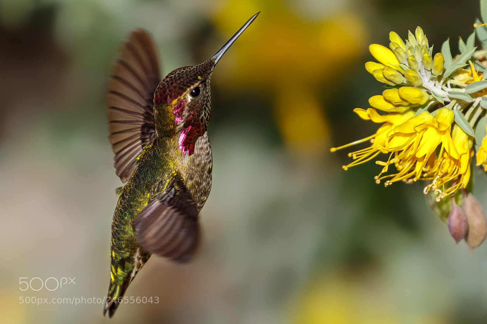 Canon EOS 7D Mark II sample photo. Vertical hover photography