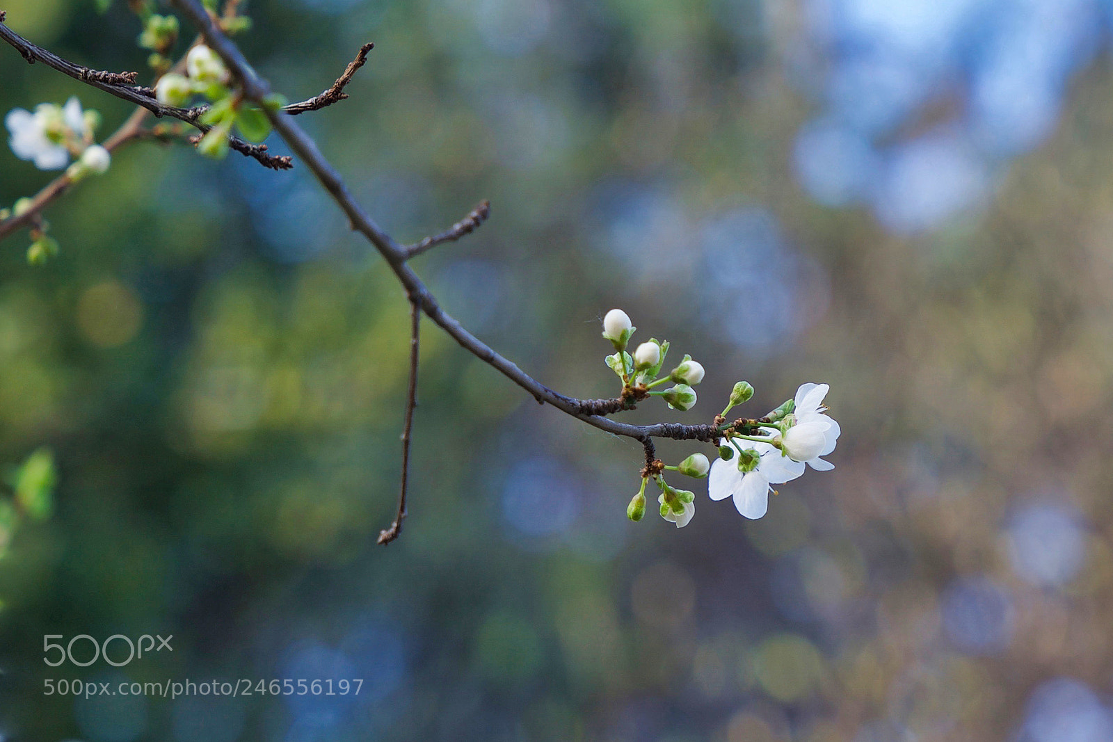 Sony a9 sample photo. Shout! photography