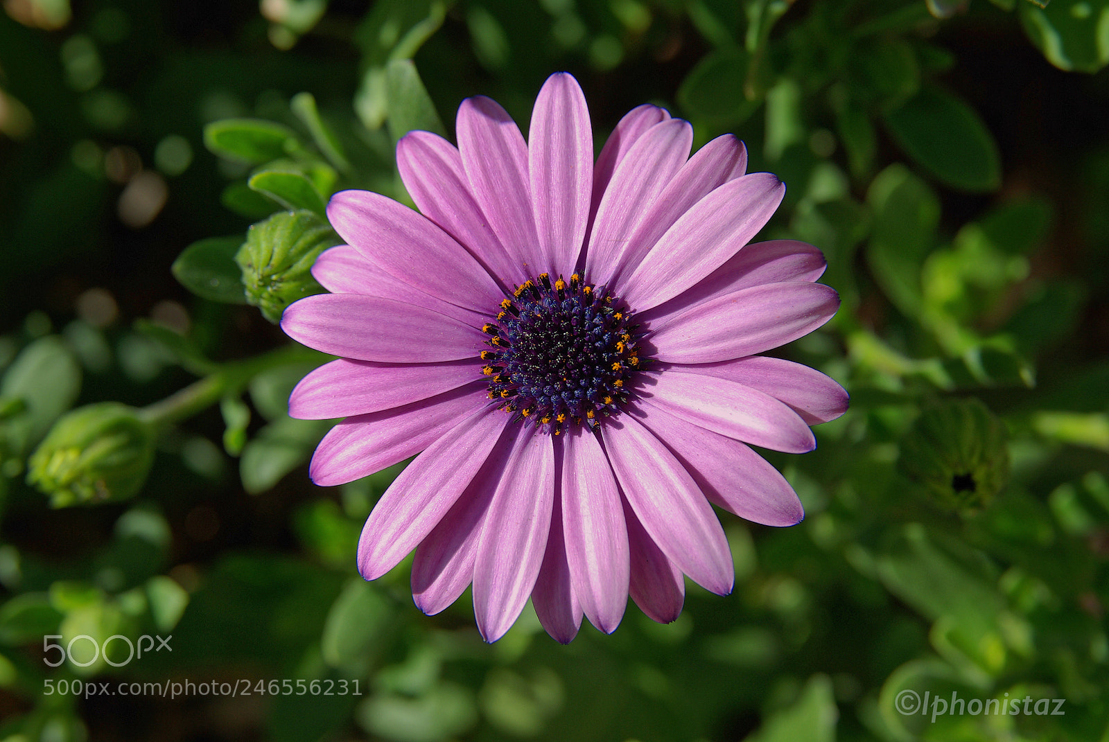 Pentax K10D sample photo. Flower garden photography