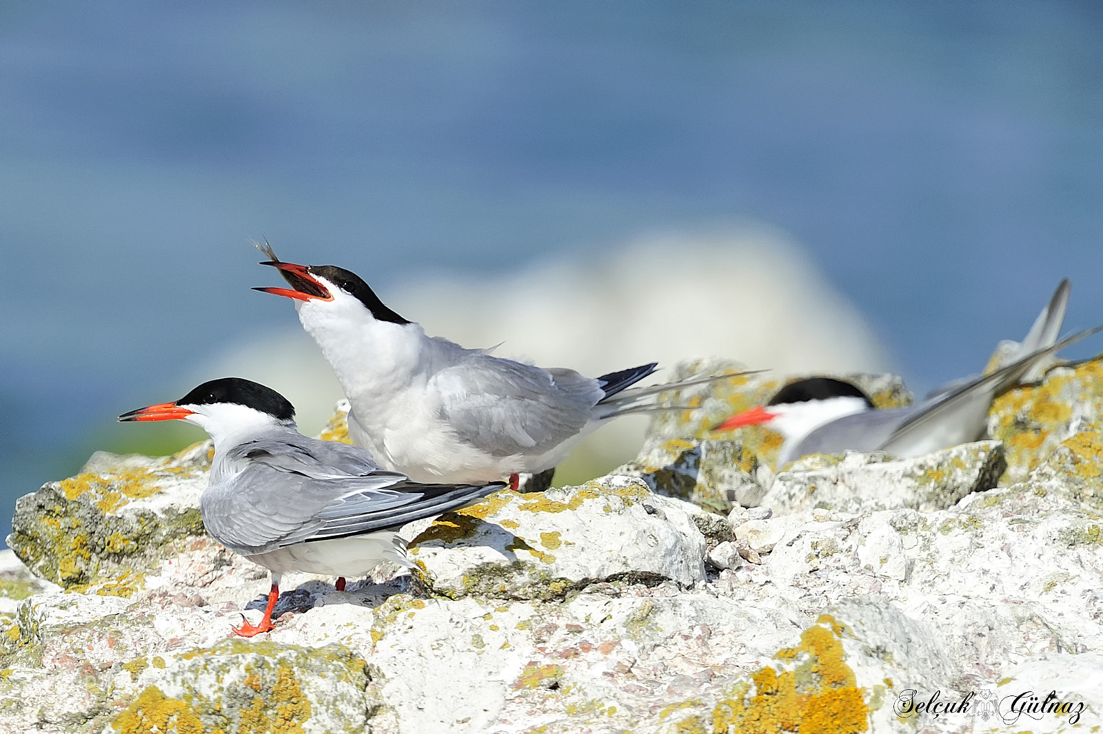 Nikon D3S sample photo. Common tern photography