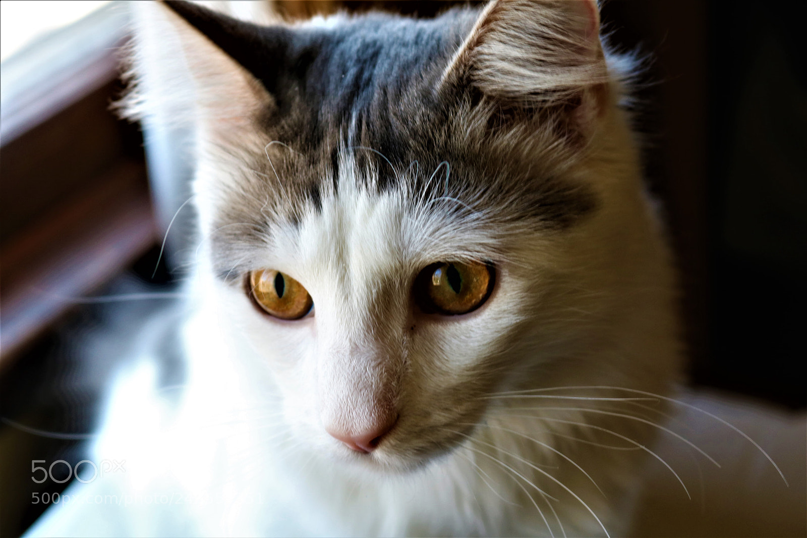 Canon EOS 750D (EOS Rebel T6i / EOS Kiss X8i) sample photo. Pepper photography