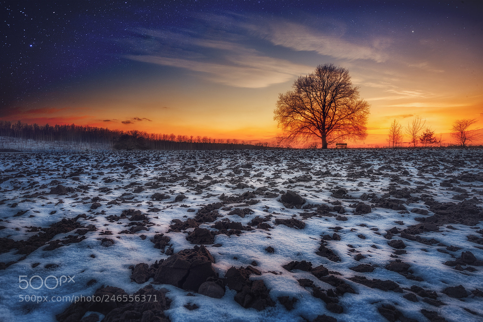 Nikon D810 sample photo. Snow silence photography