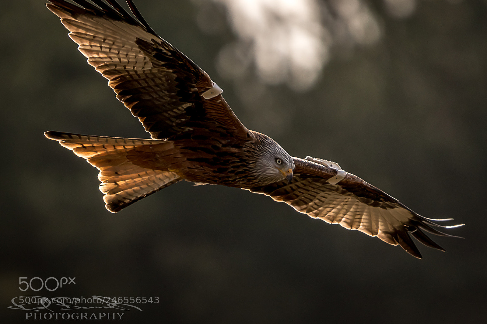 Canon EOS 77D (EOS 9000D / EOS 770D) sample photo. The stunning redkite milvus photography