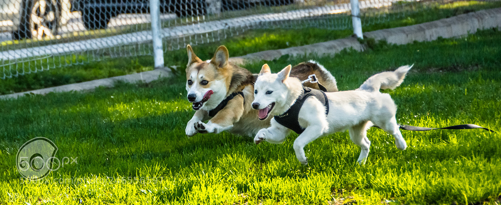 Nikon D7100 sample photo. Run! photography