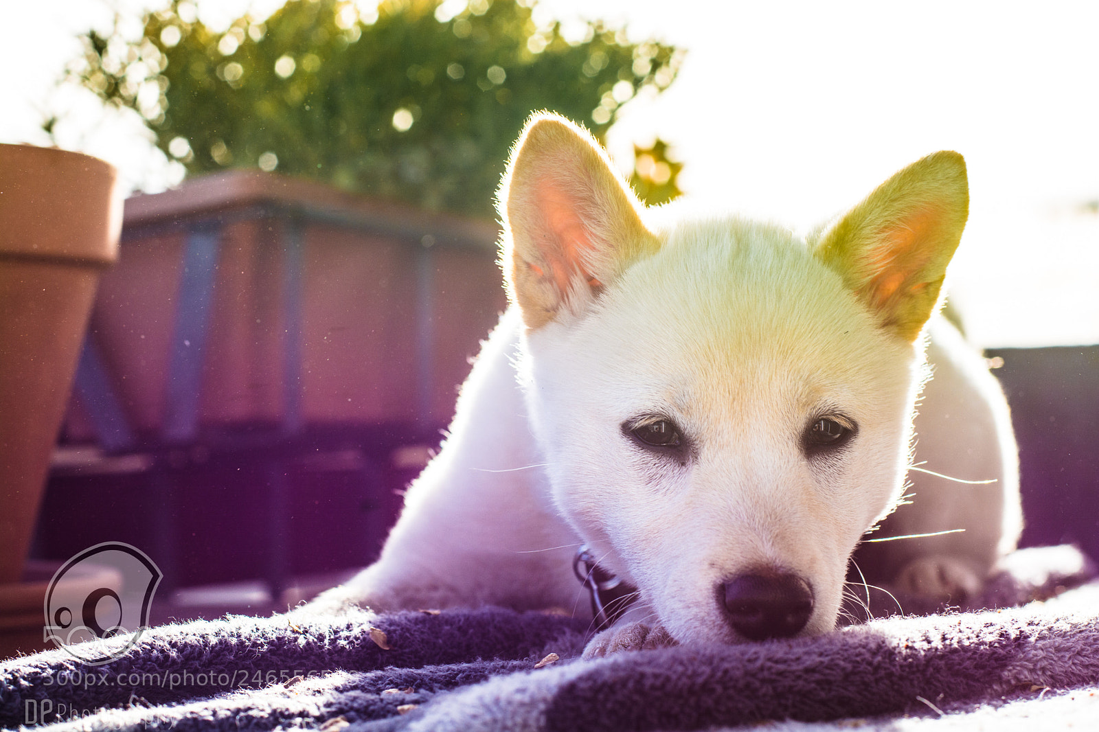Nikon D7100 sample photo. Sleepy kiba photography