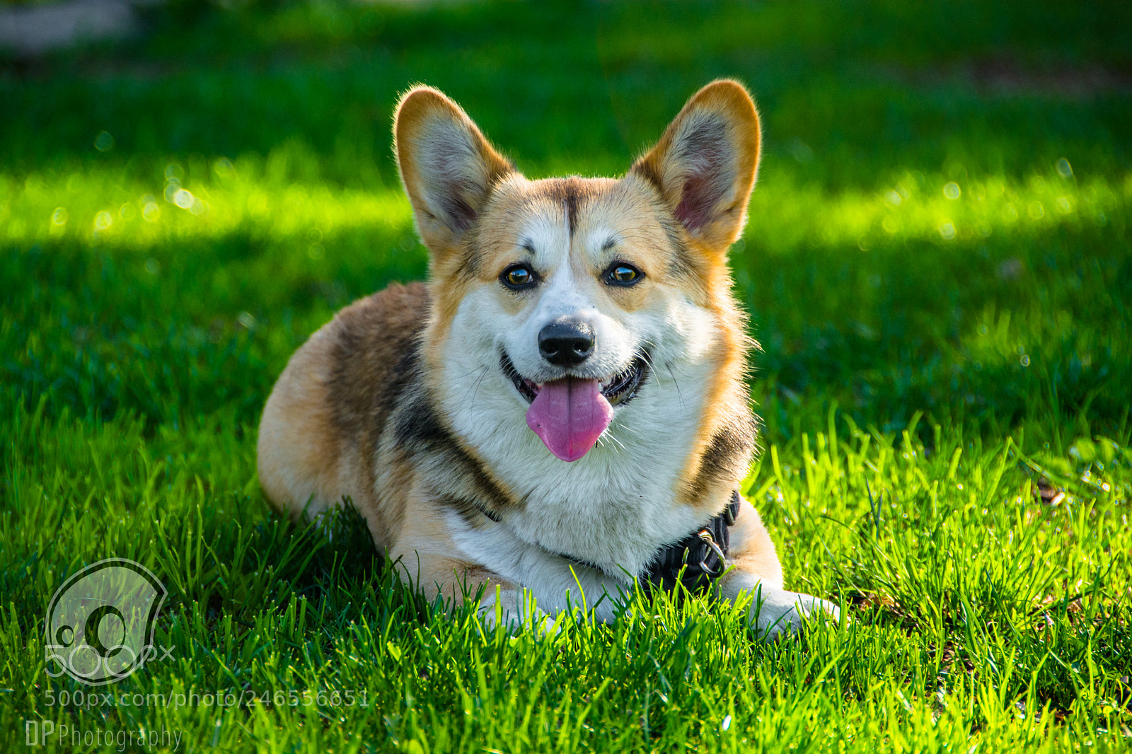 Nikon D7100 sample photo. Teddy photography