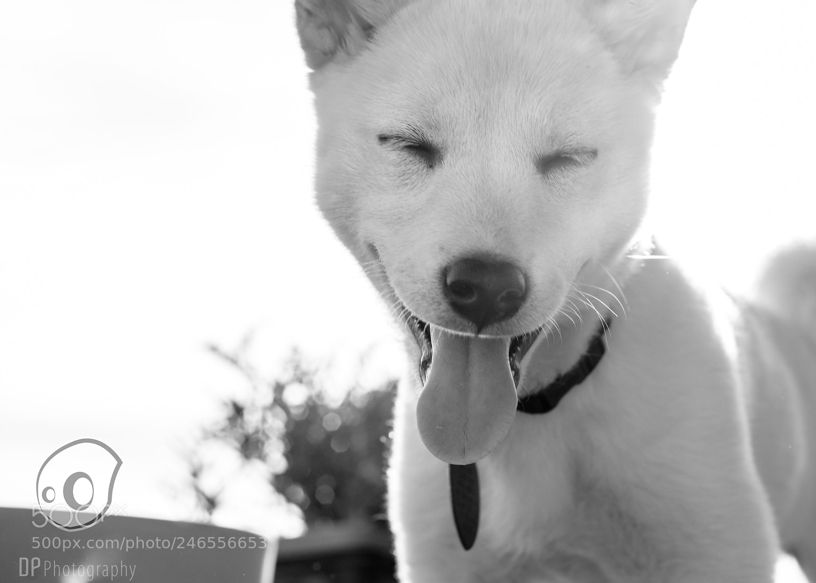 Nikon D7100 sample photo. Black and white kiba photography