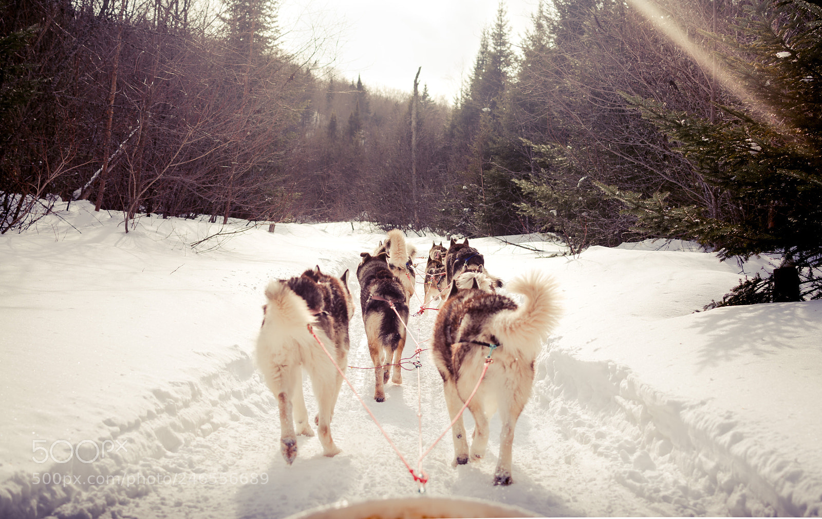 Nikon D7100 sample photo. Winter path photography