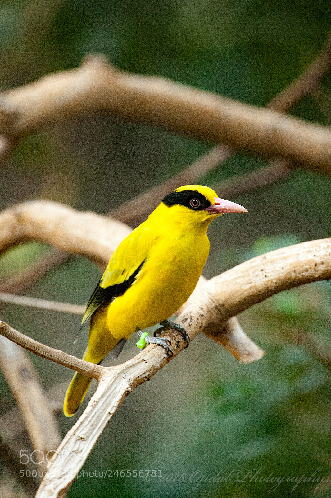 Canon EOS 5D sample photo. Black-naped oriole photography