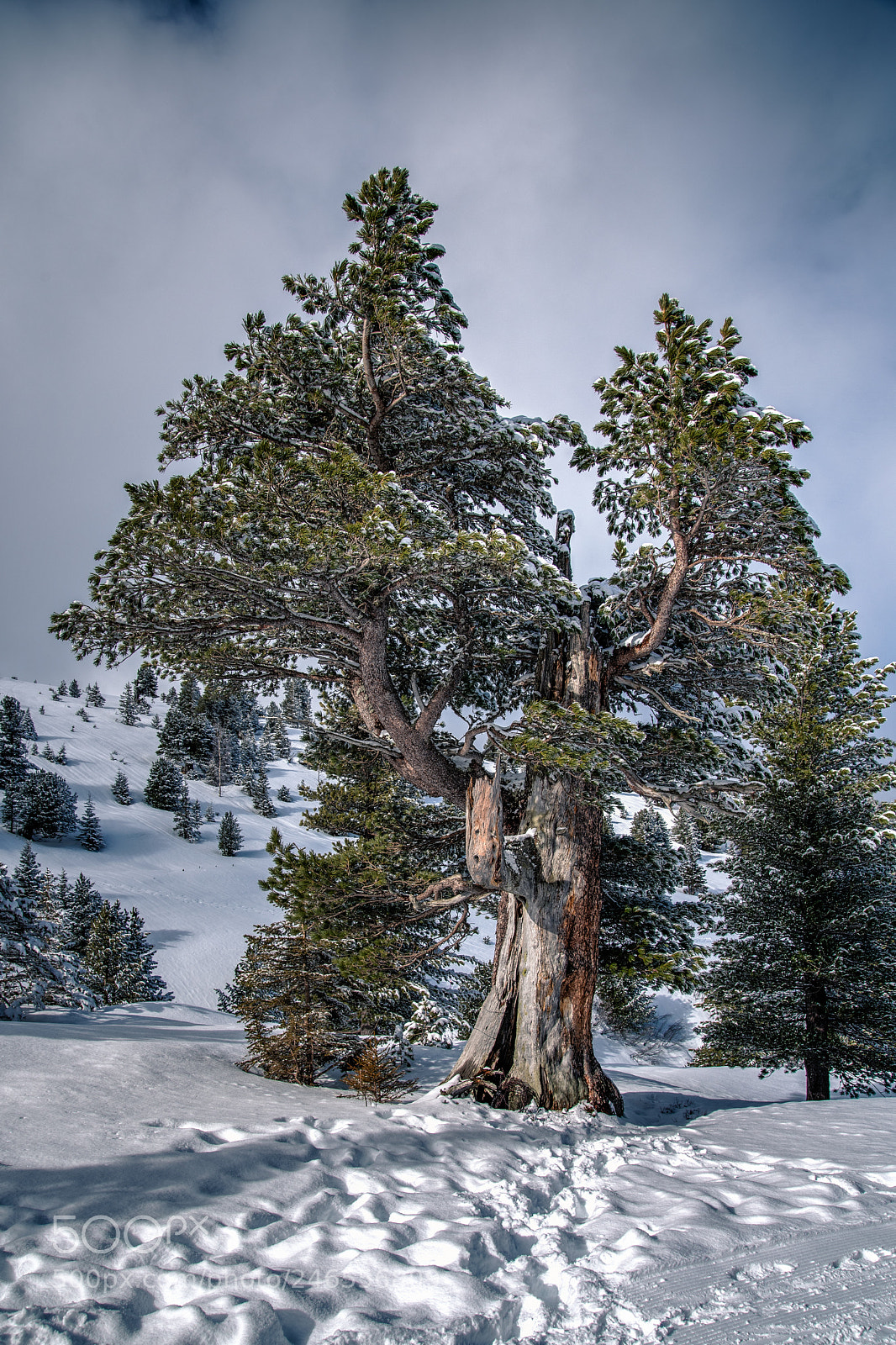 Nikon D750 sample photo. Mountain pine photography