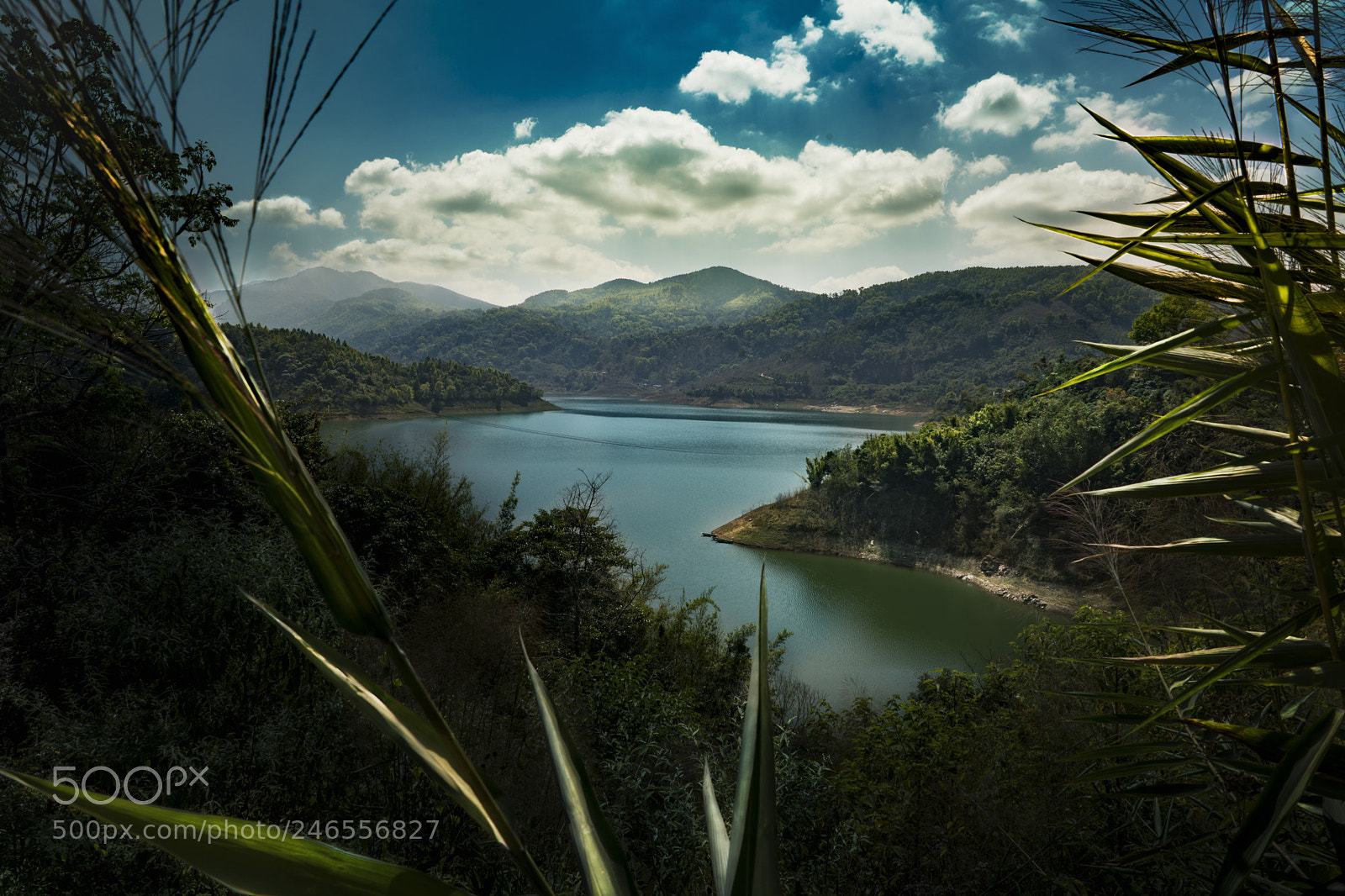 Sony a7R II sample photo. Sugarcane cyan photography