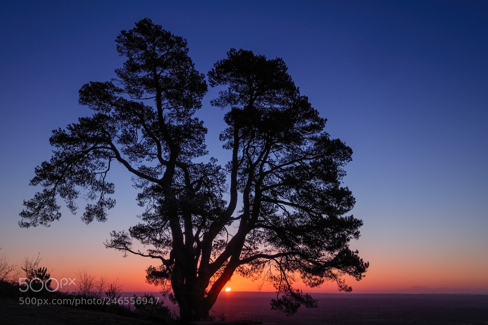 Fujifilm X-T1 sample photo. Everyone's favourite tree, it photography