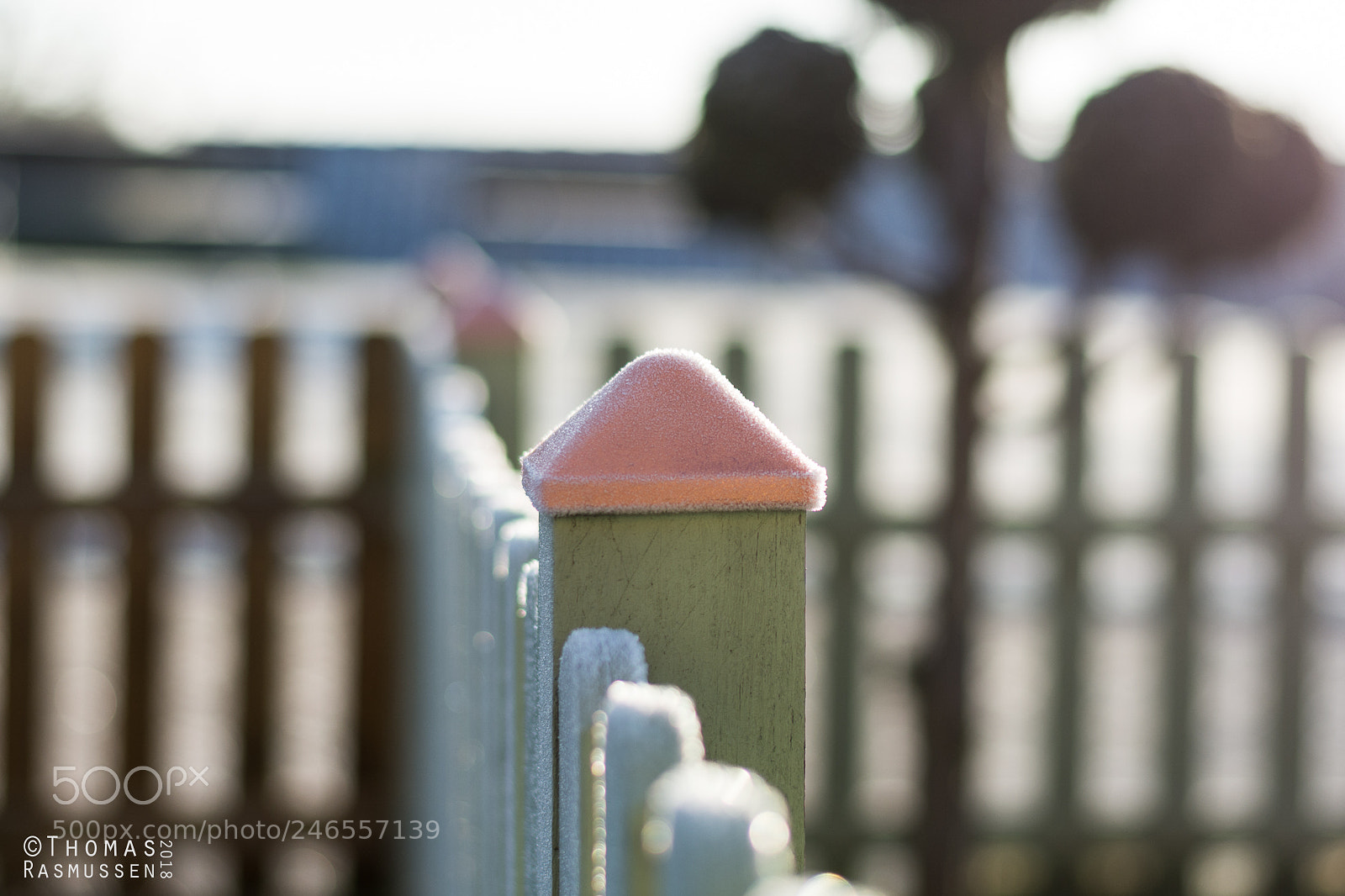 Nikon D7200 sample photo. Frosty morning photography