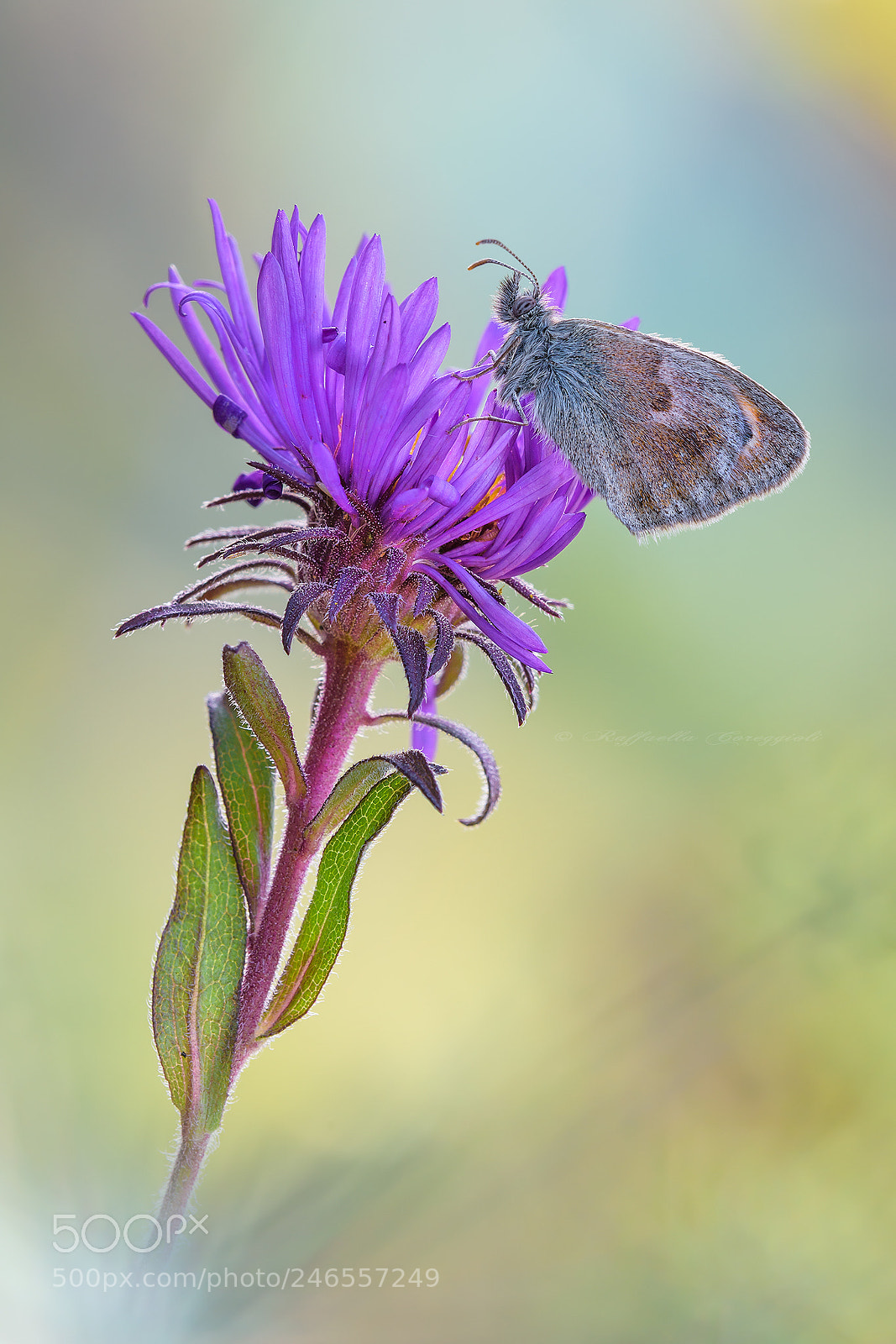 Nikon D7200 sample photo. Coenonympha pamphilus photography