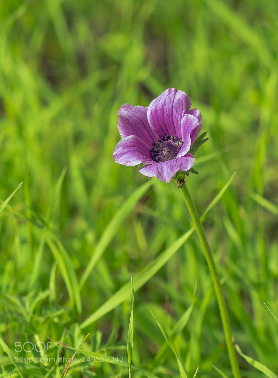 Nikon D5 sample photo. Anemone photography