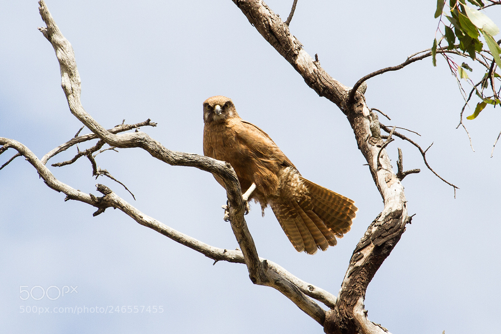 Canon EOS 7D sample photo. Brown falcon photography