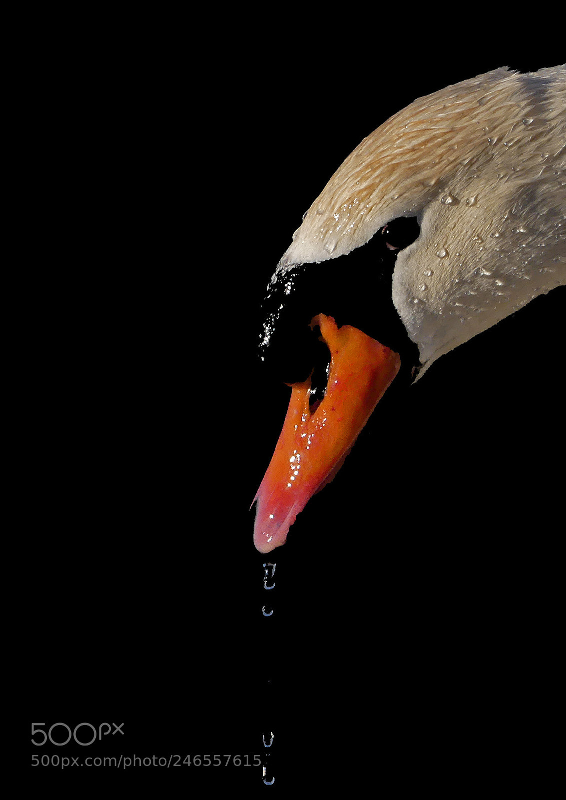 Panasonic Lumix DMC-FZ300 sample photo. The swan photography