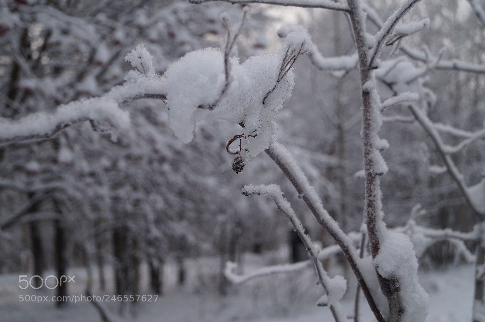 Sony SLT-A58 sample photo. Murmansk photography