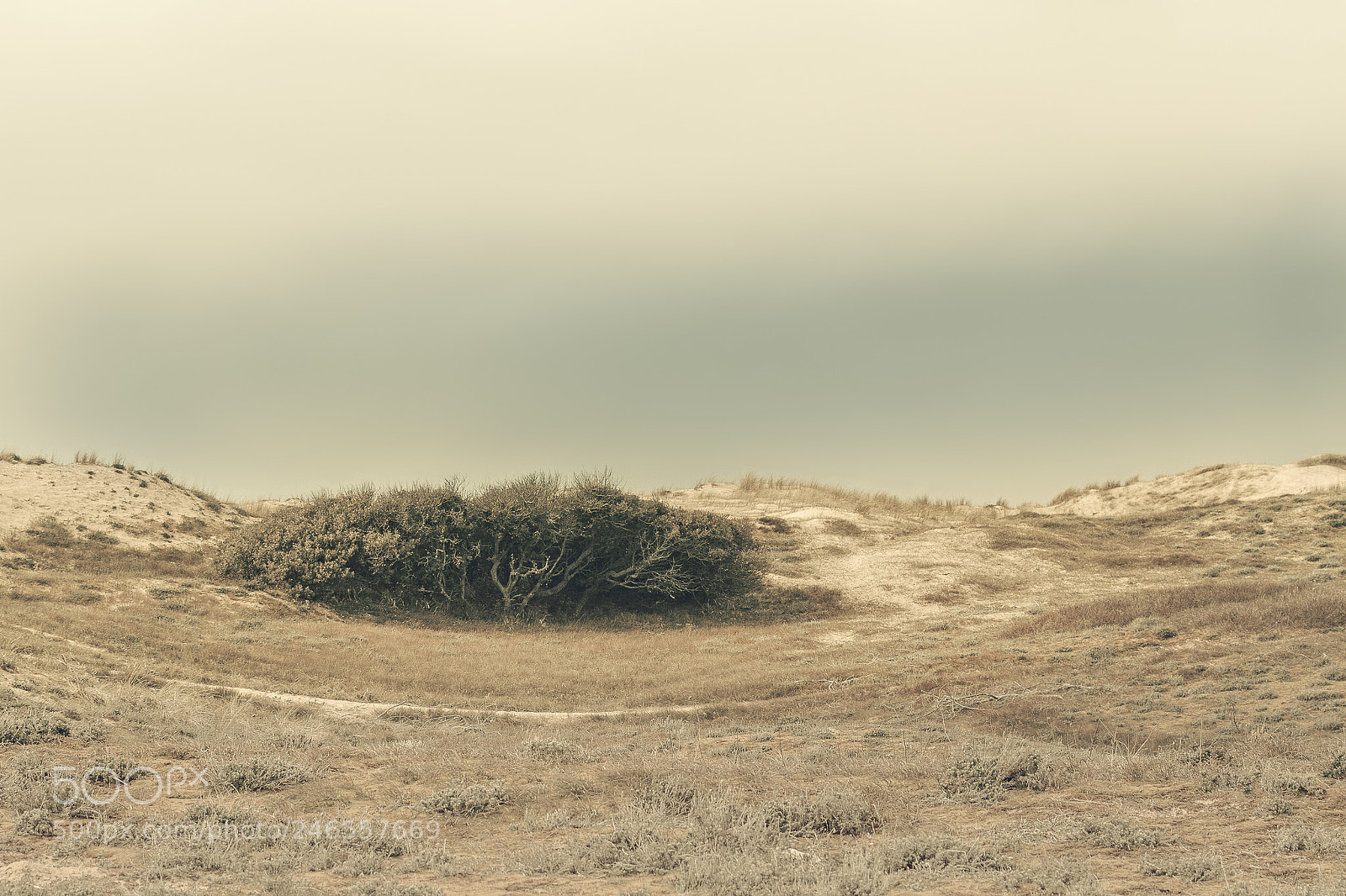 Canon EOS 7D sample photo. Dunes and bushes photography