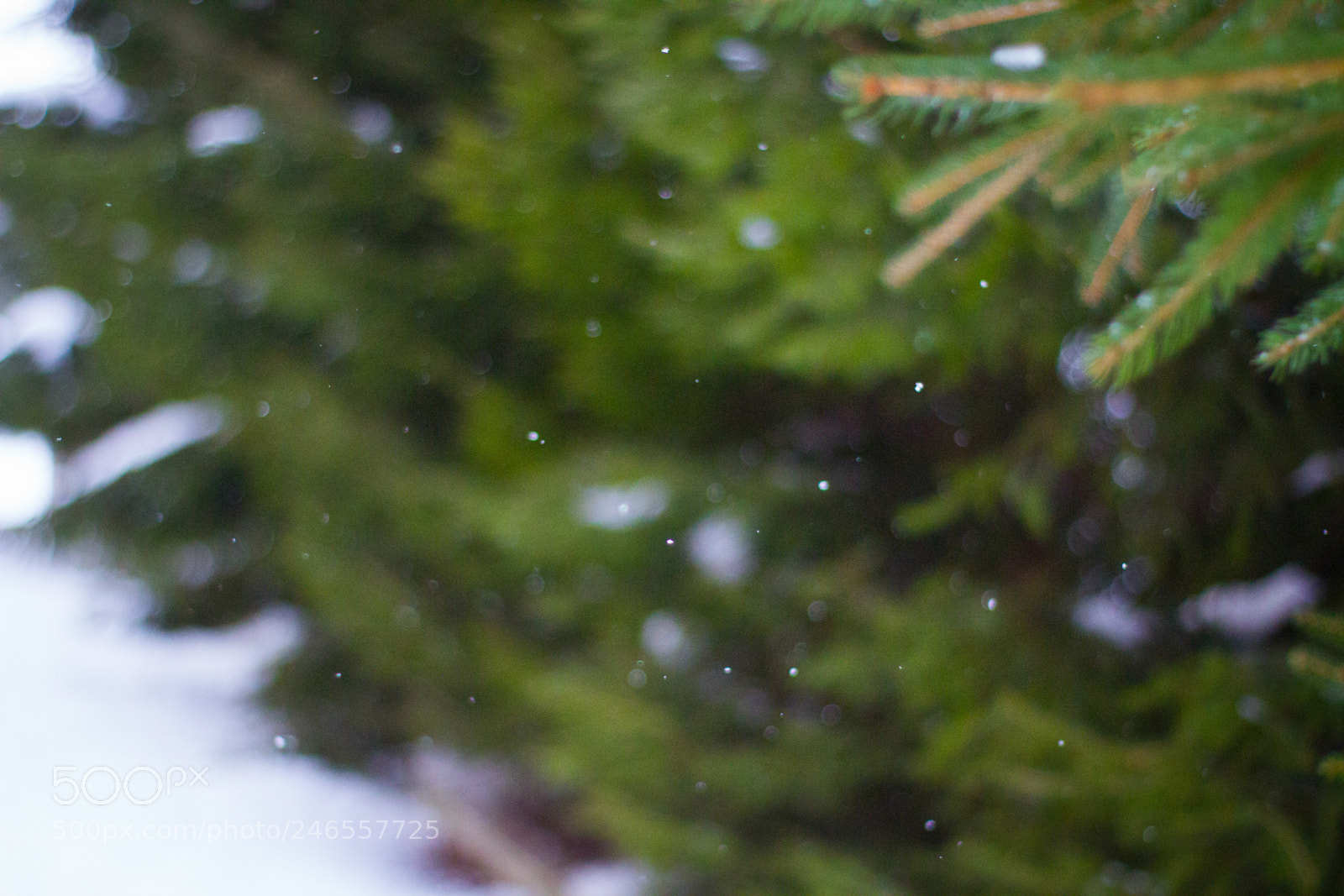 Canon EOS 7D sample photo. Hunting for snow photography