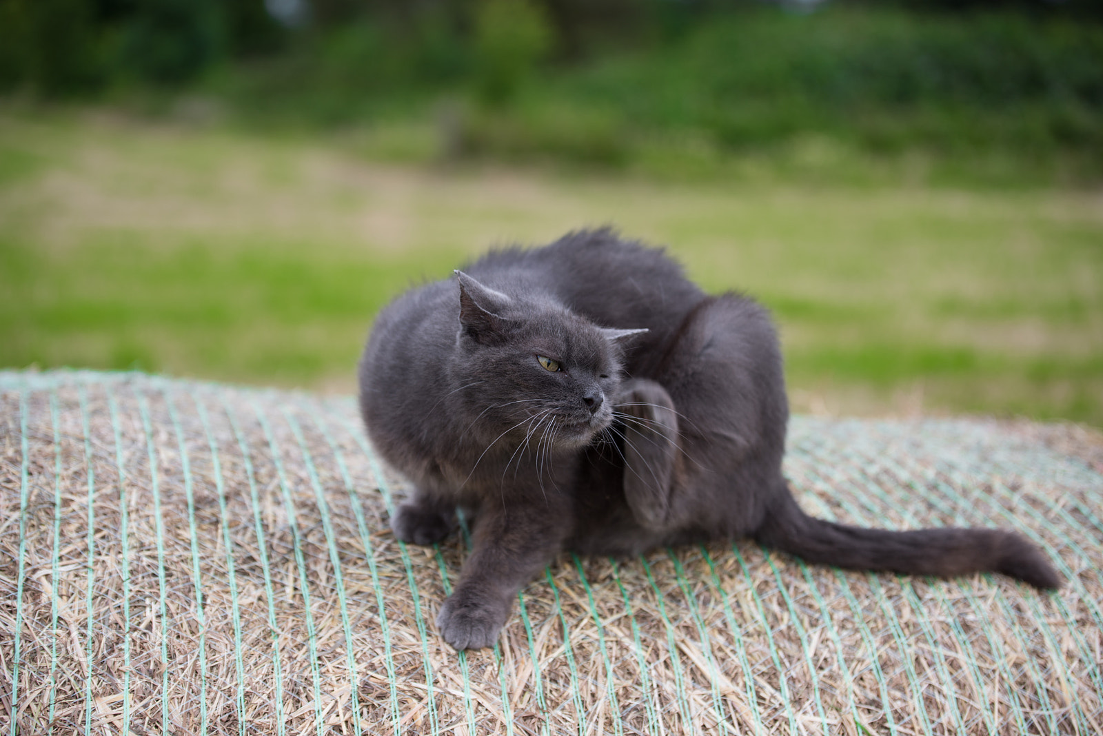 Nikon D810 sample photo. Cat on bale photography