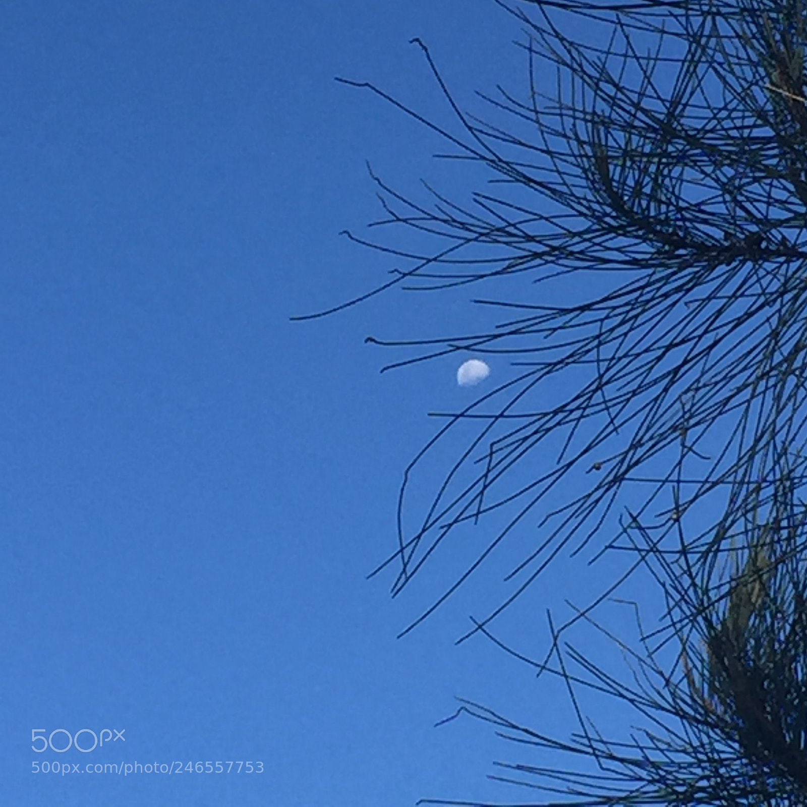 Apple iPhone 6 sample photo. Edacf addbecf photography