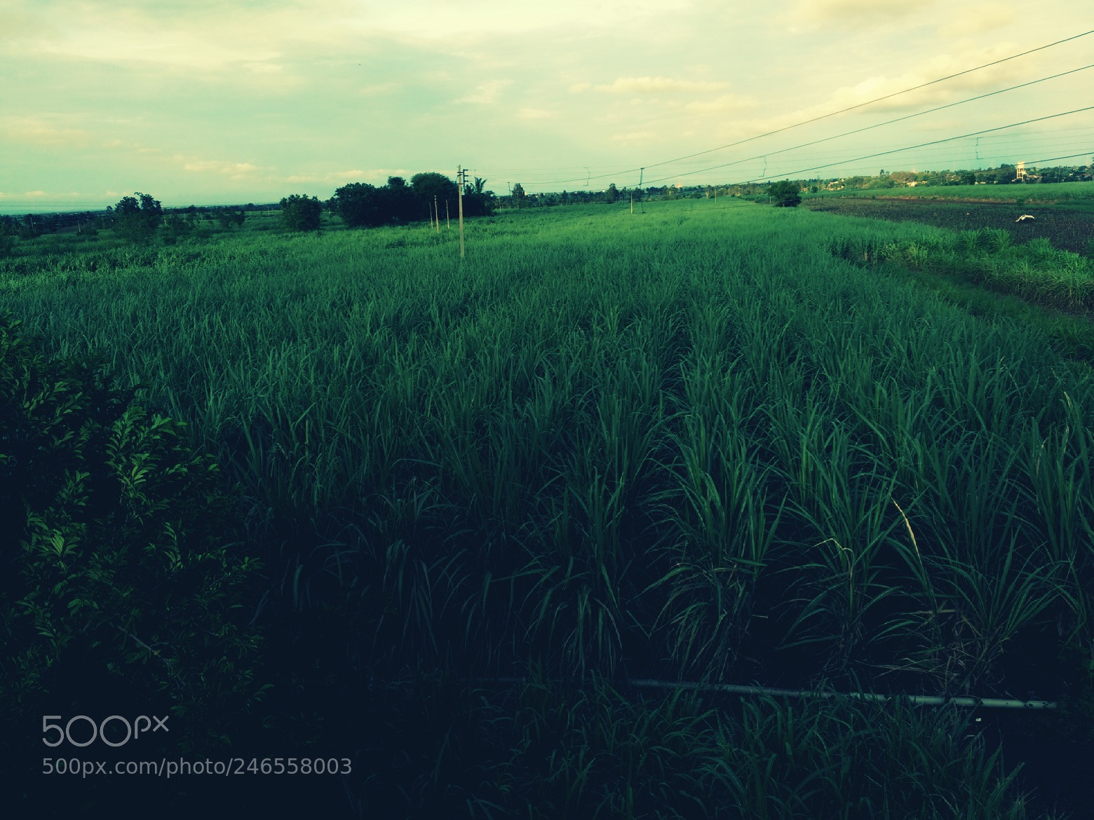 Motorola MotoG3 sample photo. Sugarcane photography